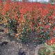 Photinia fraseri 'Red Robin' 150-175 cm met kluit