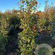 Photinia fraseri 'Red Robin' 175-200 cm met kluit