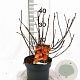 Physocarpus opulif. Diable d'Or 30-50 cm 3,0L