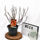 Physocarpus opulif. Diable d'Or 30-50 cm 3,0L