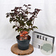 Physocarpus opulif. Lady in Red 30-50 cm 3,0L