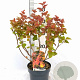 Physocarpus opulif. Magic Ball 40-50 cm 3,0L
