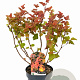 Physocarpus opulif. Magic Ball 40-50 cm 3,0L