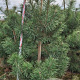 Pinus sylvestris 200-225 cm draadkluit