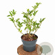 Sambucus nigra Gold Spark 40-50 cm 3,0L
