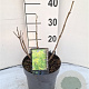 Sambucus nigra Golden Tower 30-40 cm 3,0L