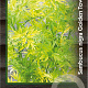 Sambucus nigra Golden Tower 30-40 cm 3,0L