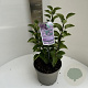 Syringa v. 'Sensation' 30-35 cm 5,0L