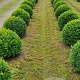 Taxus baccata 50 cm draadkluit bol
