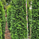 Thuja occ. 'Brabant' 250-275 cm draadkluit extra