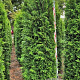 Thuja occ. 'Brabant' 250-275 cm draadkluit extra