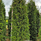 Thuja occ. 'Brabant' 275-300 cm draadkluit