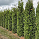 Thuja occ. 'Brabant' 275-300 cm draadkluit