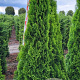 Thuja occ. 'Smaragd' 175-200 cm draadkluit extra