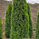 Thuja occ. 'Smaragd' 200-225 cm draadkluit extra