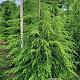 Tsuga canadensis 175-200 cm draadkluit extra