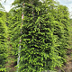Tsuga canadensis 200-225 cm draadkluit extra