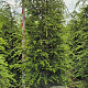 Tsuga canadensis 200-225 cm draadkluit extra