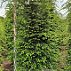Tsuga canadensis 225-250 cm draadkluit extra