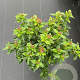 Viburnum tinus 30-40 cm 3,0L