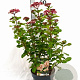Viburnum tin. Lisarose 40-50 cm 3,0L