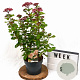 Viburnum tin. Lisarose 40-50 cm 3,0L