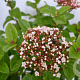 Viburnum tin. Lisarose 40-60 cm 5,0L
