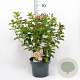 Viburnum tin. Lisarose 40-60 cm 5,0L