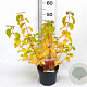 Cornus sang. 'Midwinter Fire' 30-40 cm 3,0L
