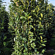 Prunus l. Elly 200-225 cm draadkluit extra