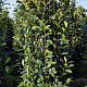 Prunus l. Elly 200-225 cm draadkluit extra