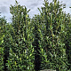 Prunus l. Elly 225-250 cm draadkluit extra