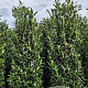 Prunus l. Elly 225-250 cm draadkluit extra
