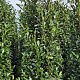 Prunus l. Elly 250-275 cm draadkluit extra