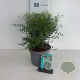 Spiraea arguta 40-50 cm 35L