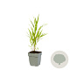 Hakonechloa macra GM  P11