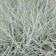 Leymus arenarius 'Blue Dune' GM P9