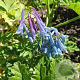 Corydalis elata GM P9
