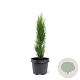 Cupressus semp. 'Totem' 40-50 cm 3,0L