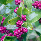 Symphoricarpos orbiculatus 40-60 cm wortelgoed struik