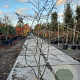 Amelanchier lamarckii 175-200 cm container struik Stam/twijgen