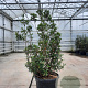 Arbutus unedo 150-175 cm cont. 110L