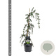 Cedrus deod. 'Pendula' 50-60 cm 3,0L