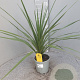 Cordyline australis 80 cm P17