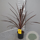 Cordyline aus. 'Red Star' 40-50 cm C1.2