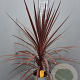 Cordyline aus. 'Red Star' 60-80 cm 6L