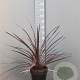 Cordyline aus. 'Red Star' 60-80 cm 6L