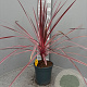 Cordyline Electric Pink gm 4,0L