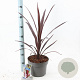 Cordyline Superstar 40-50 cm 5,0L