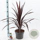 Cordyline Superstar 40-50 cm 5,0L